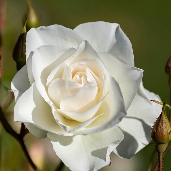 Iceberg® Bare Root Tree Rose