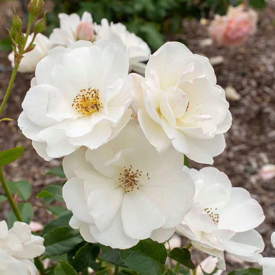 Grace Rose Farm Iceberg Climbing Rose - Thumbnail 4