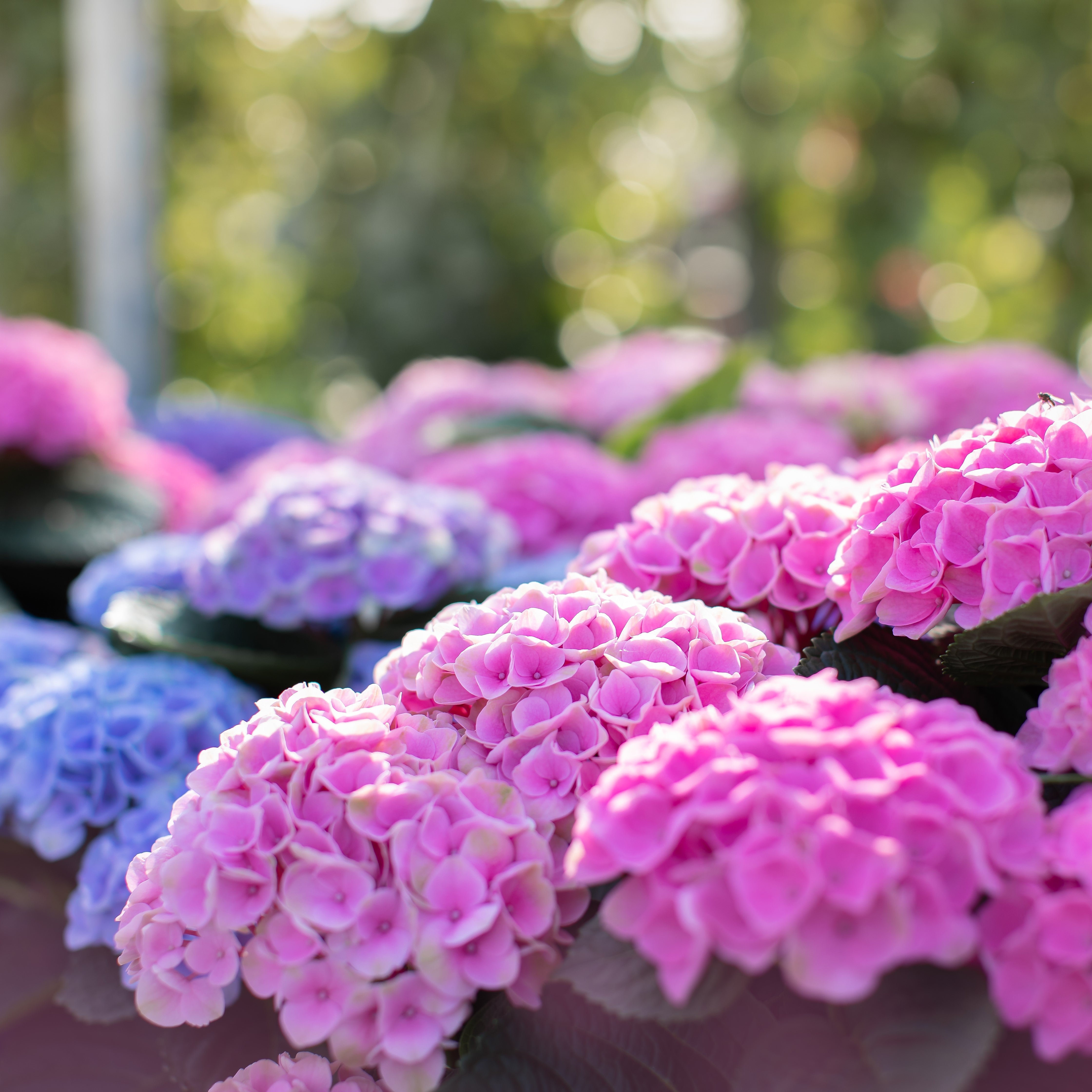 Hydrangea Magical® Elizabeth Ashley Potted Bigleaf Hydrangea Bush