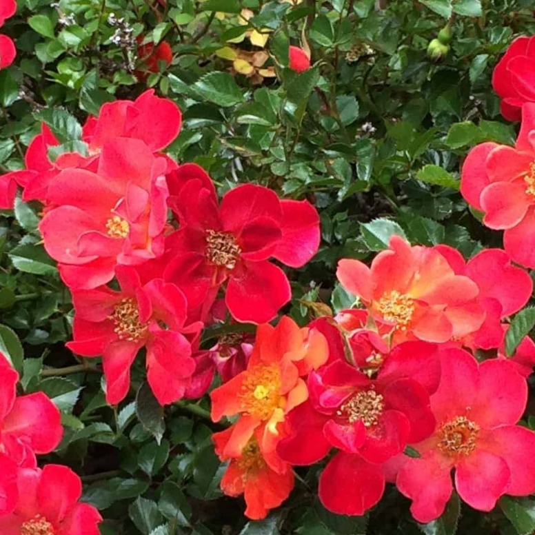 Incendio Potted Rose Bush
