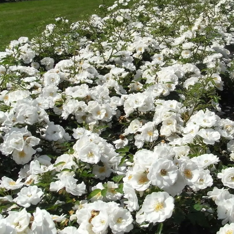 Vigorosa® Innocencia Potted Rose Bush