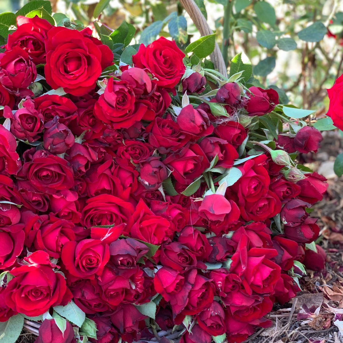 Ingrid Bergman® Bare Root Rose Bush