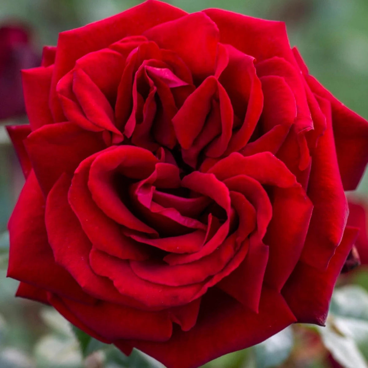 Ingrid Bergman® Bare Root Rose Bush