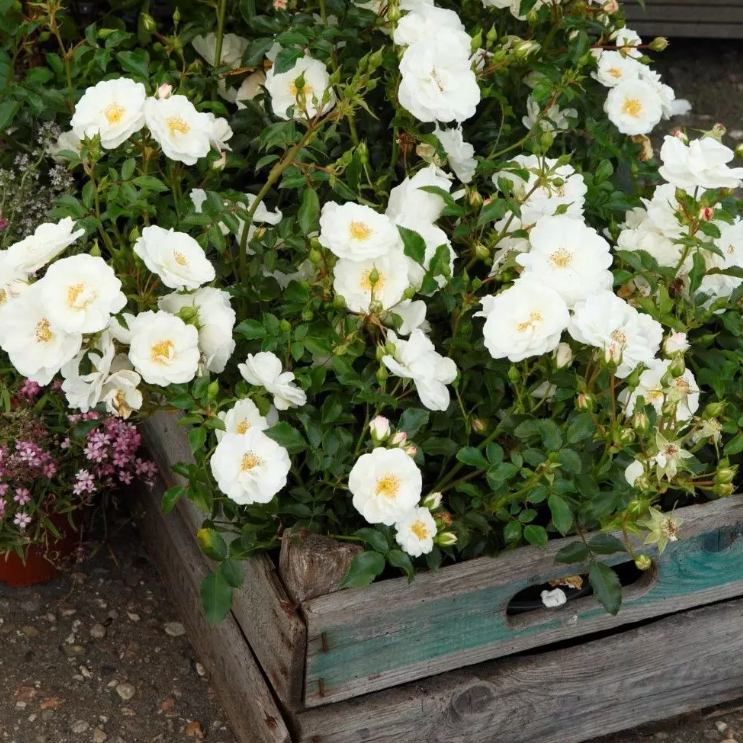 Vigorosa® Innocencia Potted Rose Bush