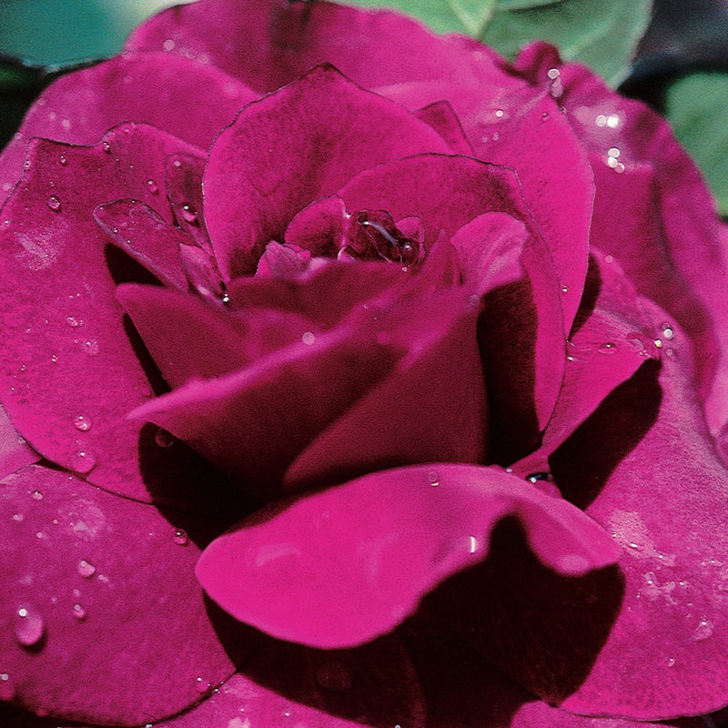 Close-up of a pink rose with water droplets on its petals.