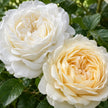 White or Cream Roses