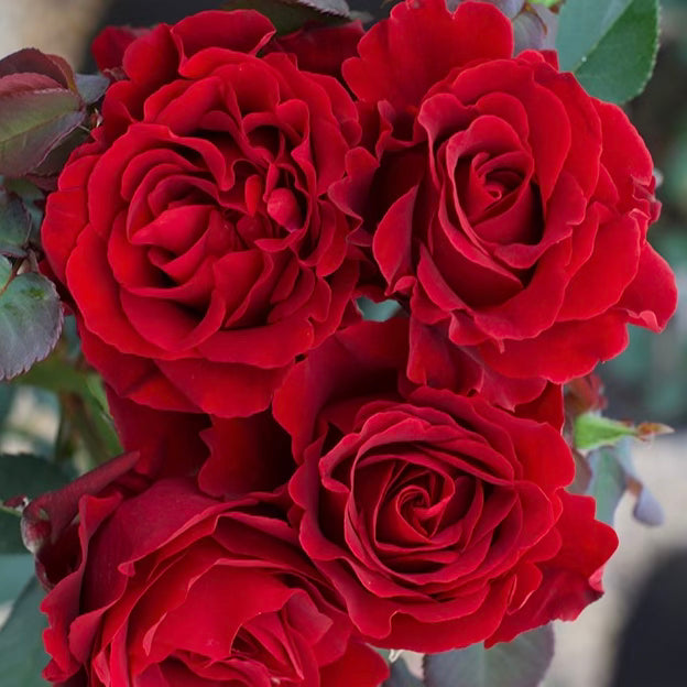 Dancing in the Dark™ Potted Rose Bush