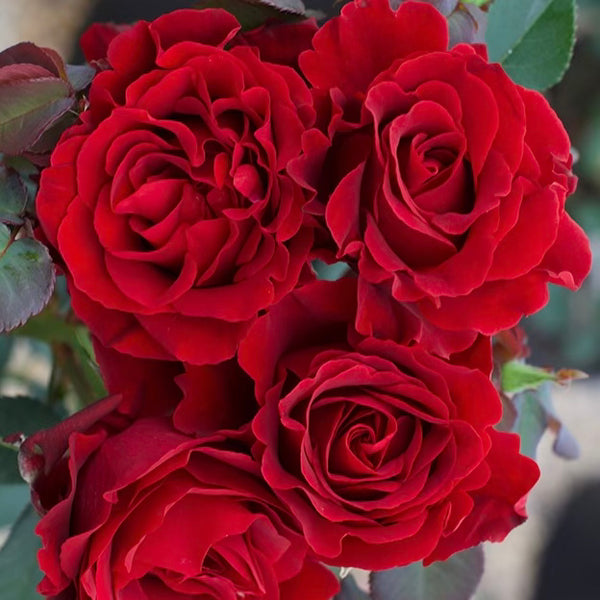 Dancing in the Dark™ Bare Root Rose Bush