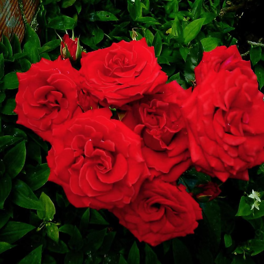 Trumpeter Potted Rose Bush