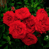 Trumpeter Bare Root Tree Rose