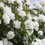 Meidiland® White Potted Rose Bush