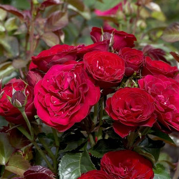 In The Mood™ Bare Root Rose Bush