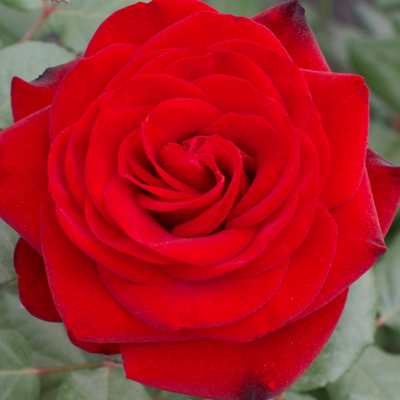 Forever Yours® Potted Rose Bush