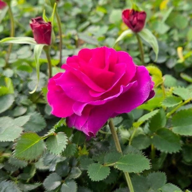 Fragrant Showpiece™ Purple Potted Rose Bush