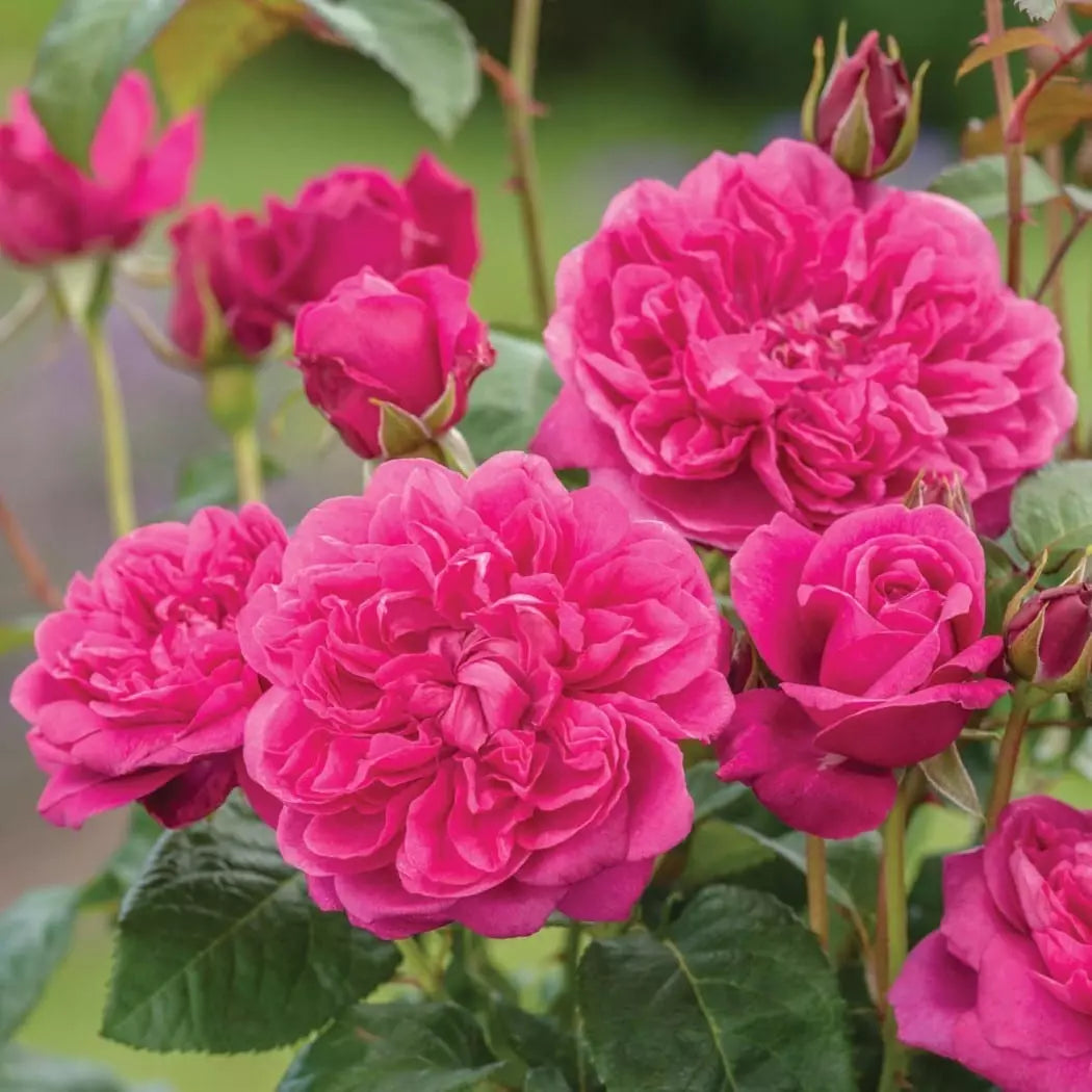 David Austin James L. Austin Rose Bush - Thumbnail 3