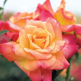 Joseph's Coat Bare Root Climbing Rose