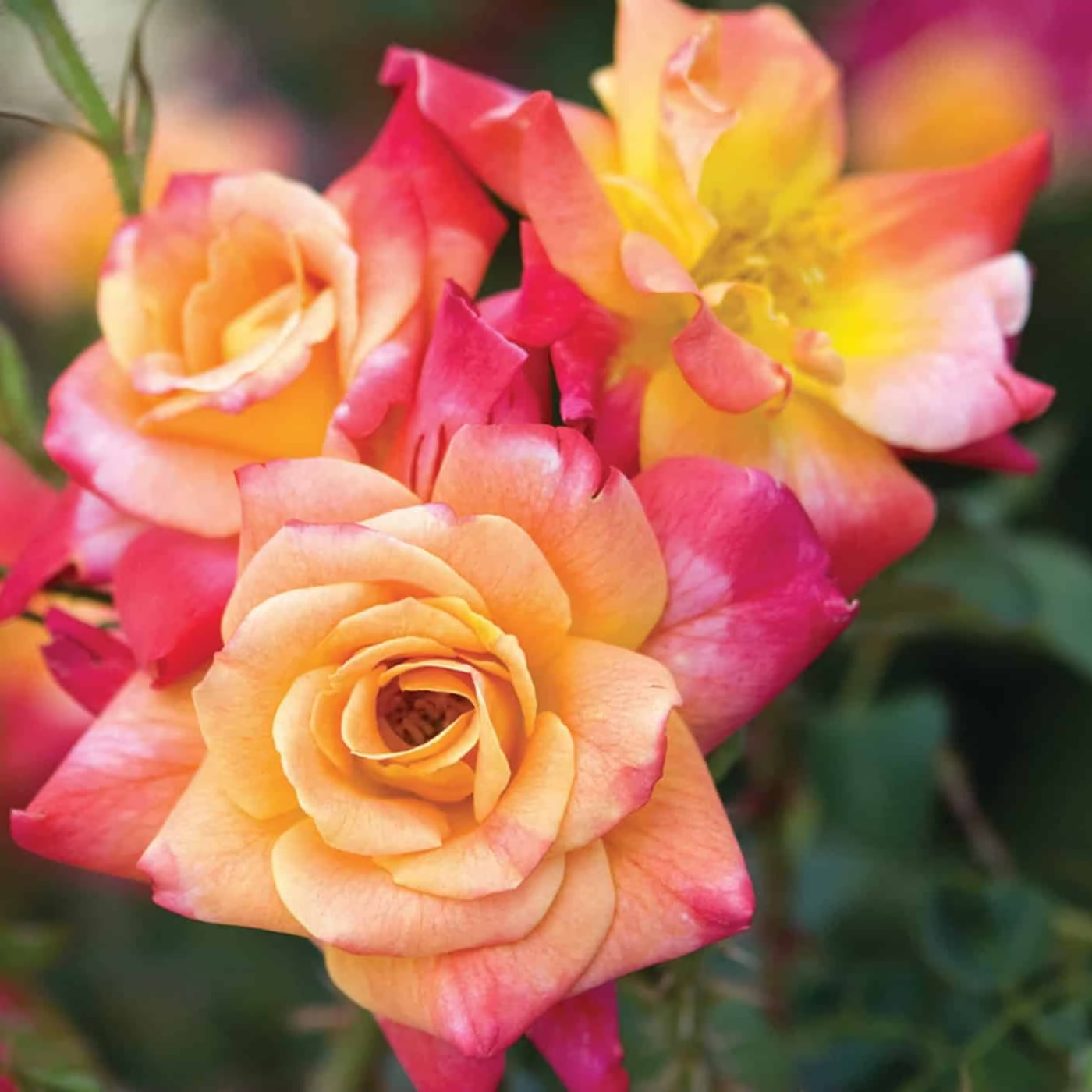 Joseph's Coat Potted Climbing Rose