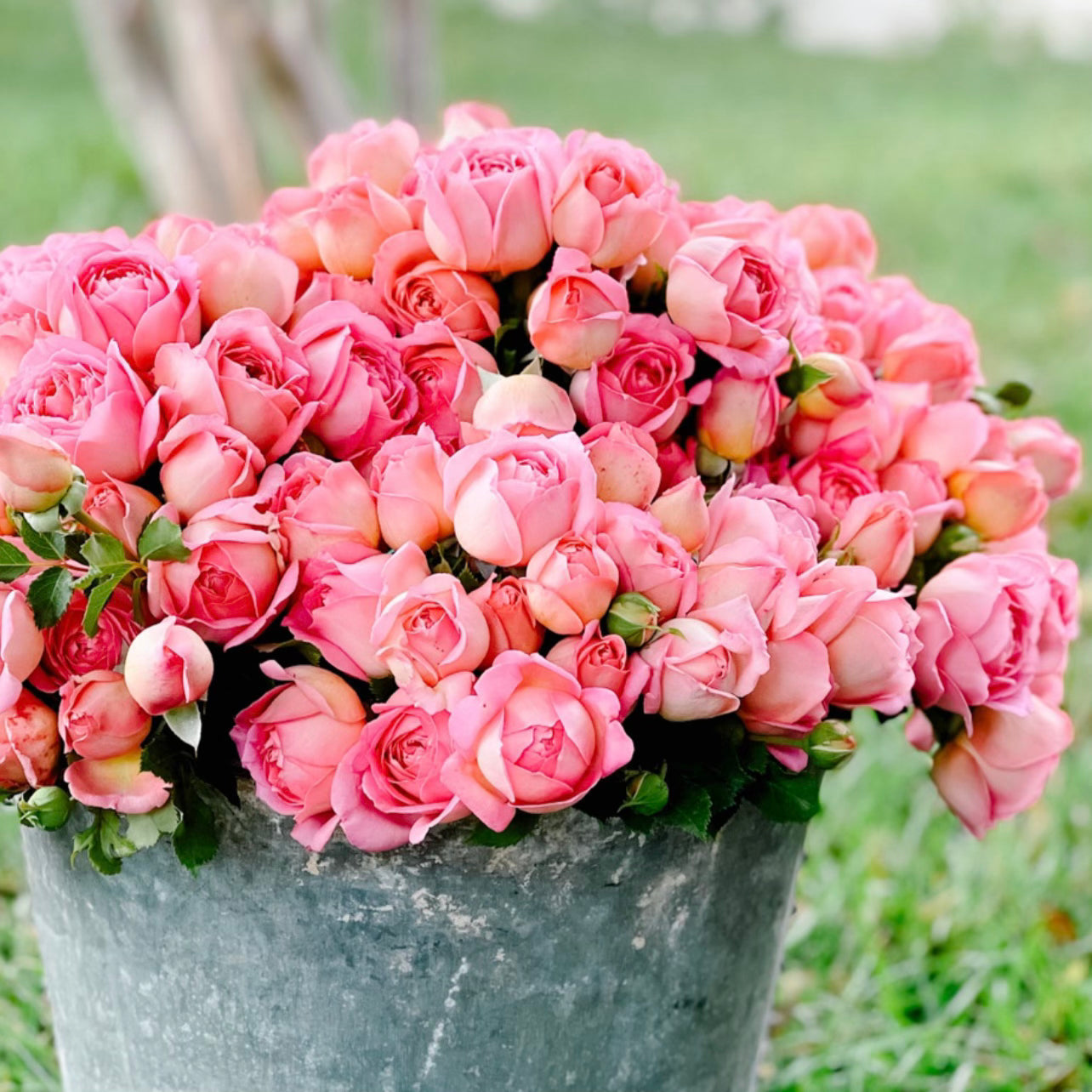 David Austin® Jubilee Celebration® Potted Rose Bush