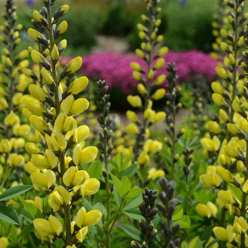 Proven Winners® Baptisia Decadence® Lemon Meringue Potted Baptisia Plant