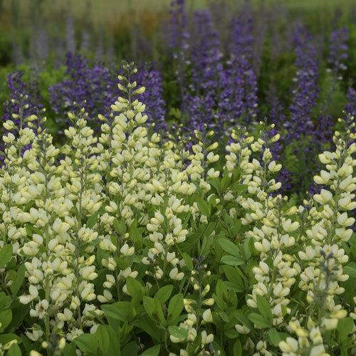 Proven Winners® Baptisia Decadence® Vanilla Cream Potted False Indigo Plant