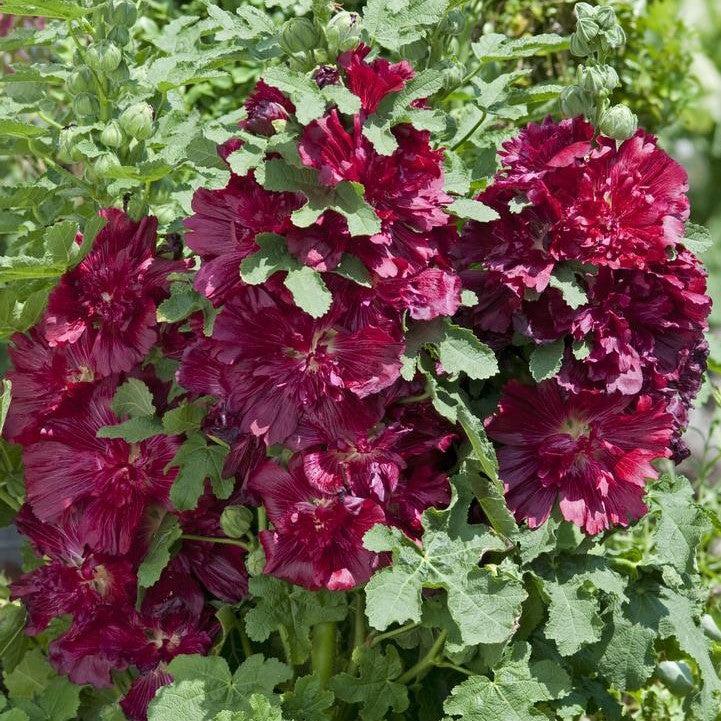 Hollyhock Spring Celebrities™  Potted Crimson Hollyhock Plant