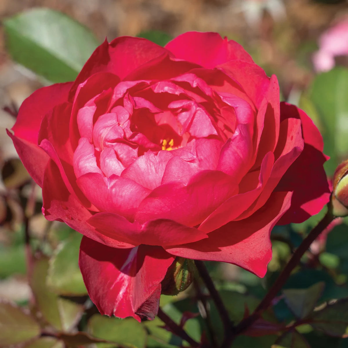Triple Knock Out® Bare Root Rose Bush