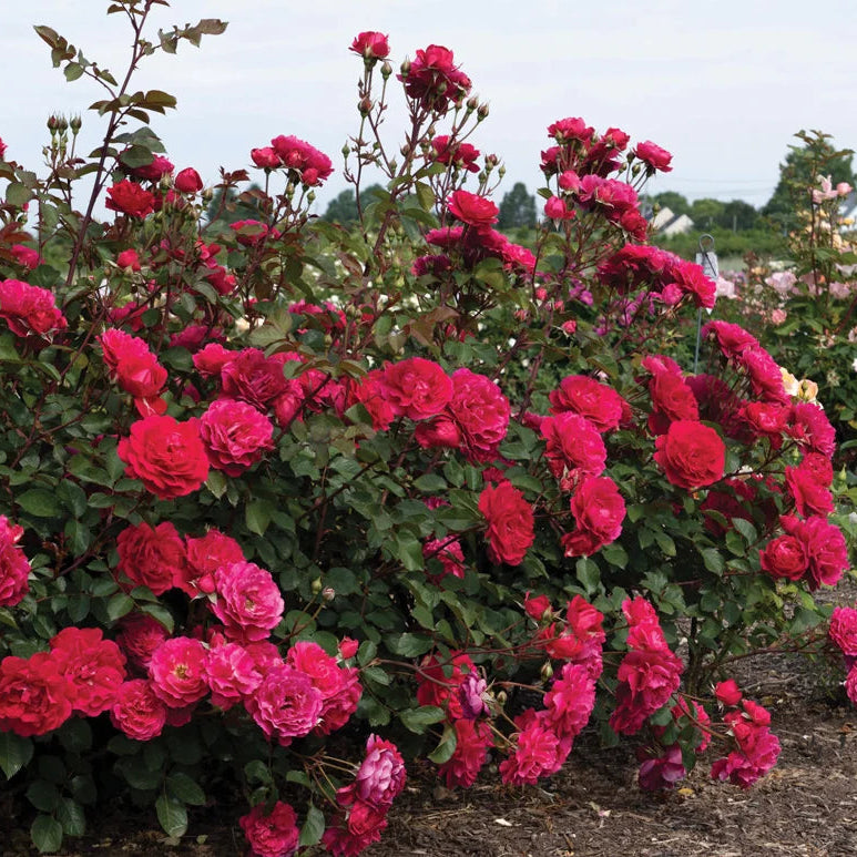 Triple Knock Out® Bare Root Rose Bush