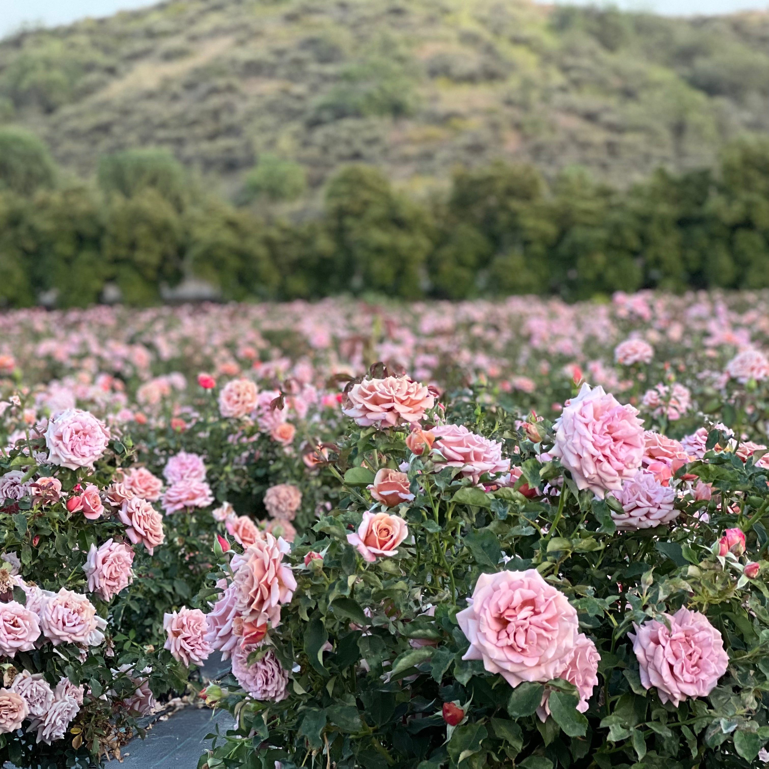 Koko Loko Tree Rose | Mocha Lavender Tree Rose | Grace Rose Farm