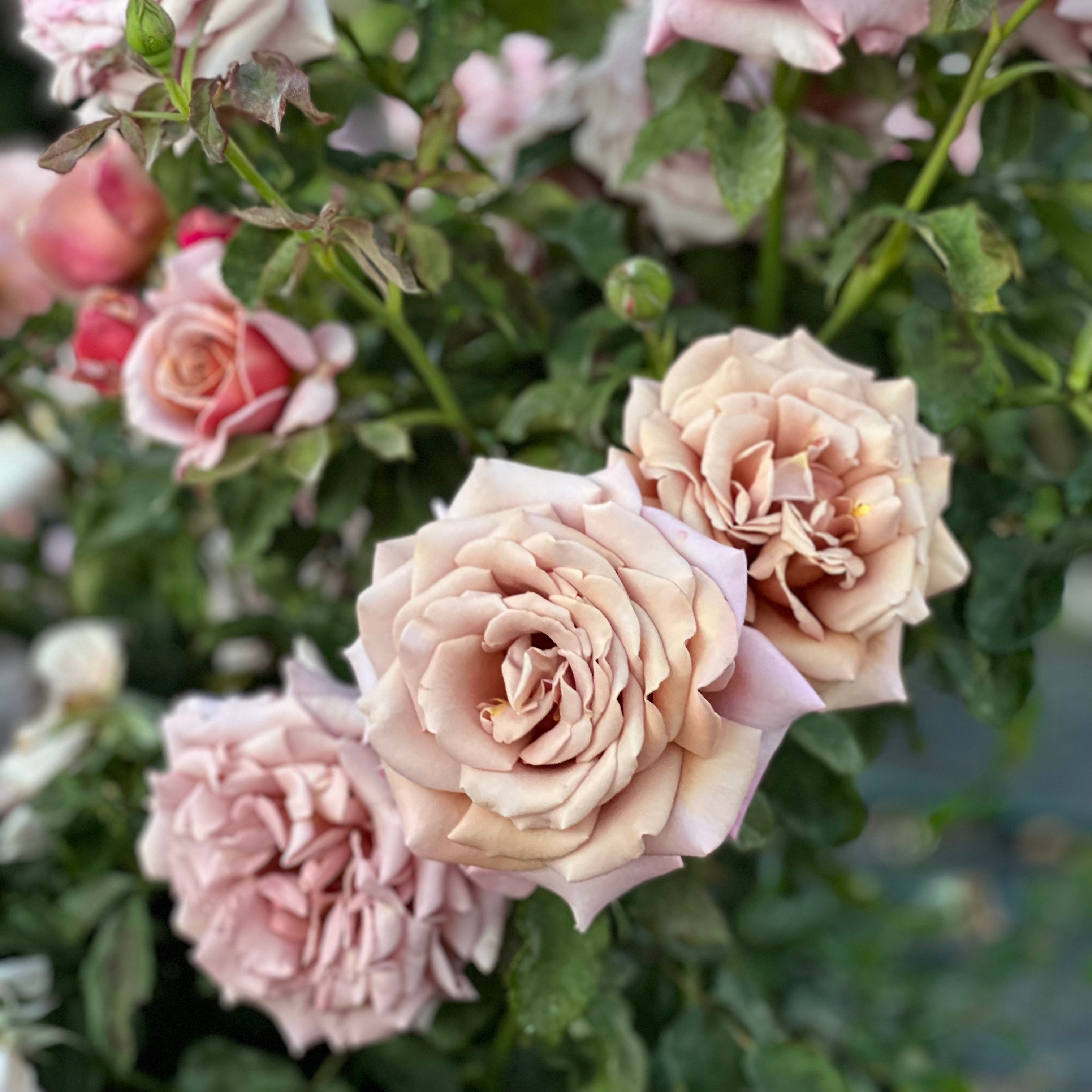 Koko Loko Potted Rose Bush | Taupe Rose Bush | Grace Rose Farm