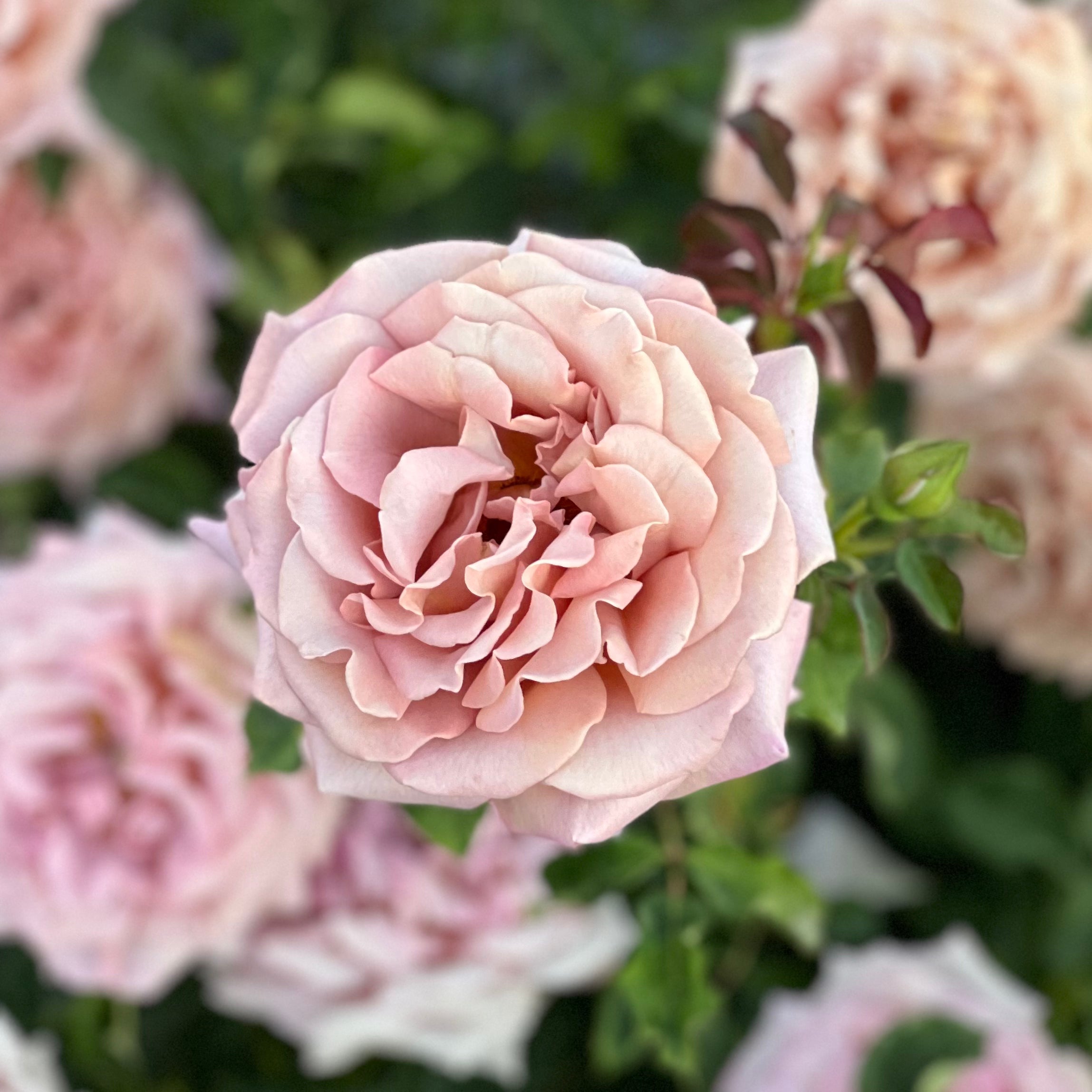 The Long Walk to Netherfield® Garden Color Stories™ Bundle of 3 Bare Root Roses