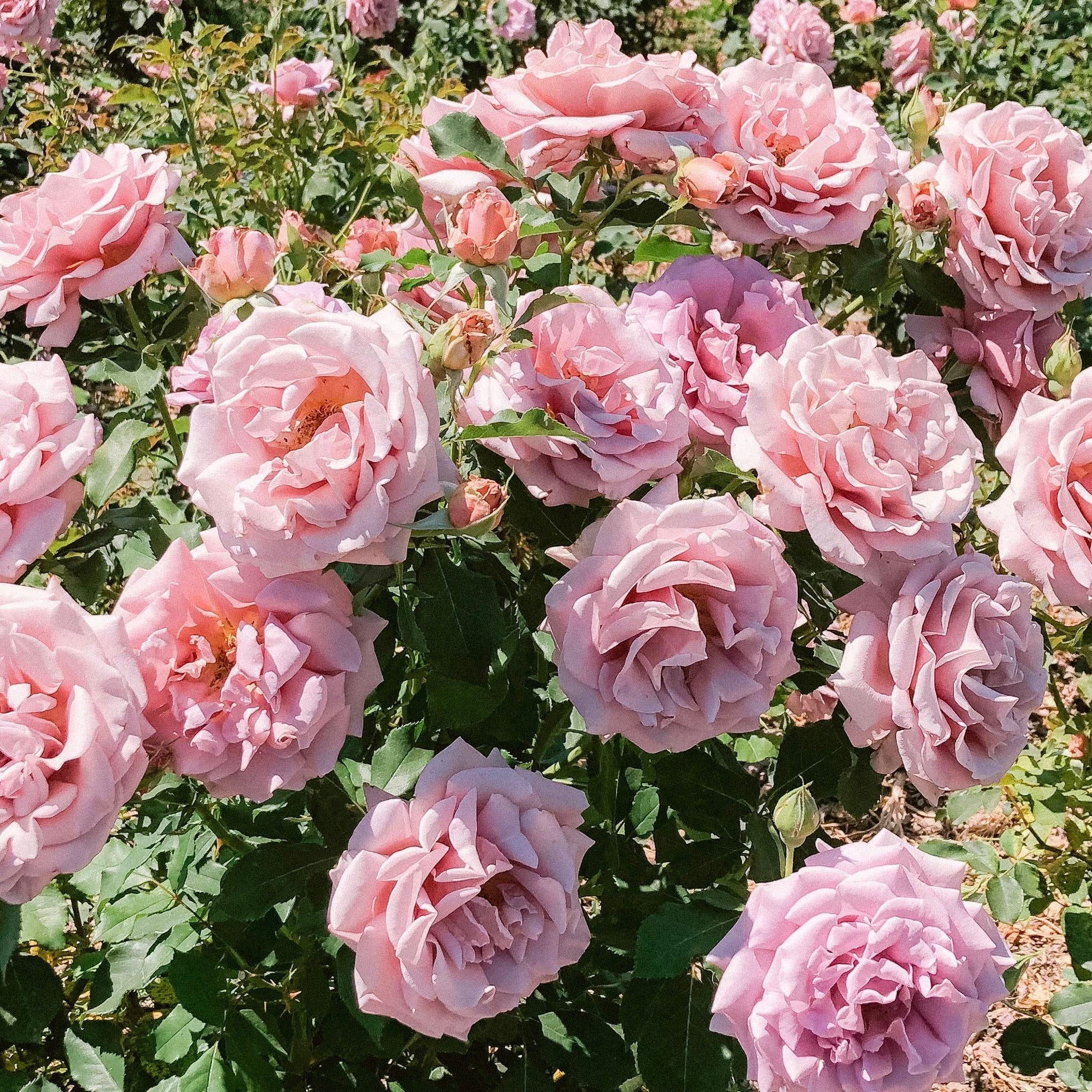 Koko Loko Tree Rose | Mocha Lavender Tree Rose | Grace Rose Farm