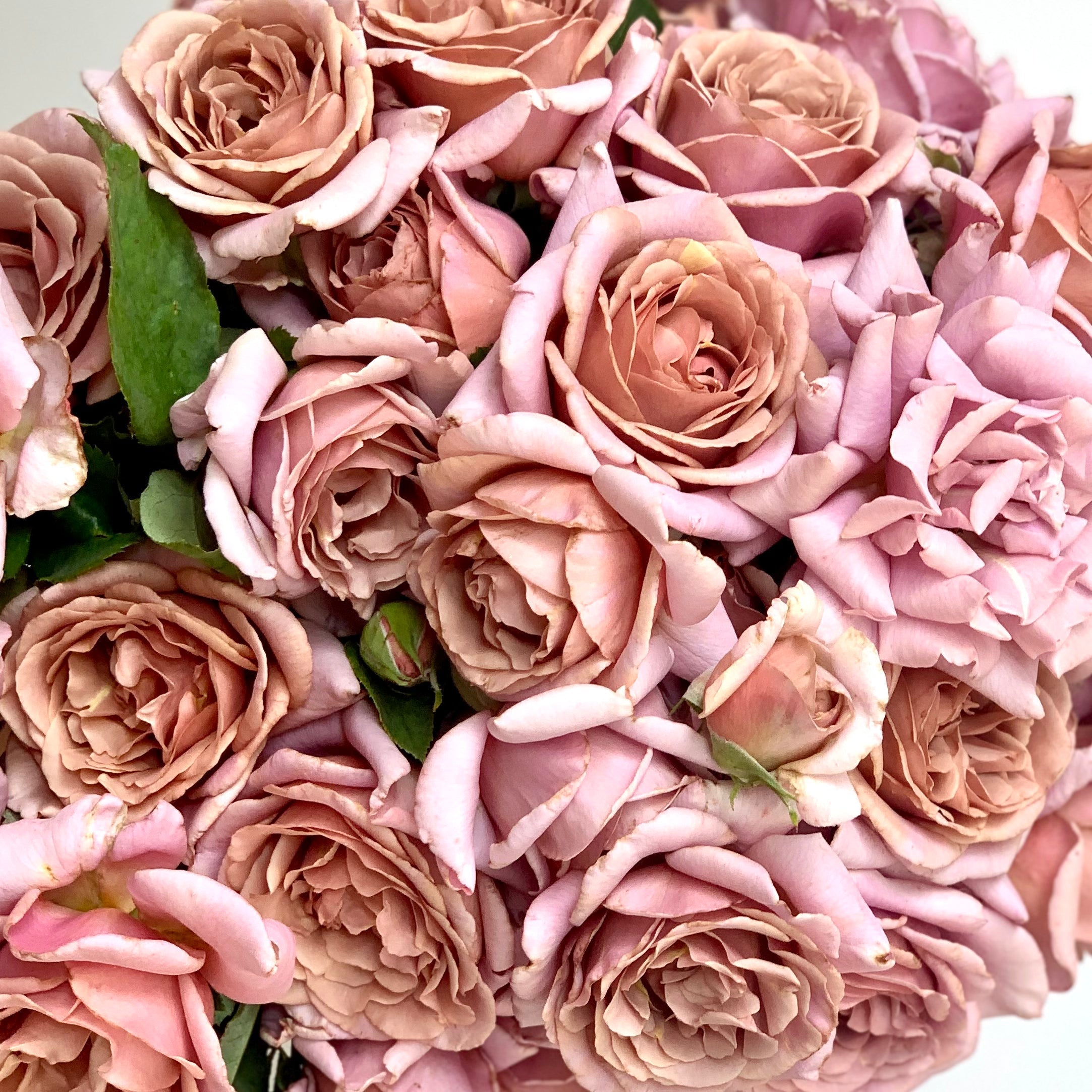 Koko Loko Tree Rose | Mocha Lavender Tree Rose | Grace Rose Farm