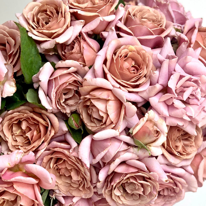 Koko Loko™ Bare Root Rose Bush