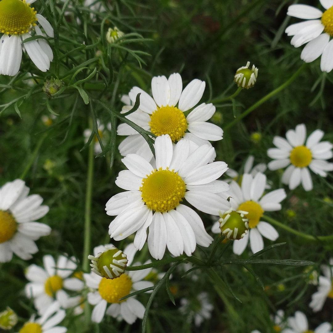 Chamaemelum nobile  - Roman Chamomile