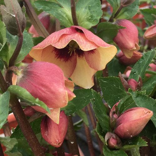 Helleborus Honeymoon® 'Sandy Shores'  Potted Lenten Rose Plant
