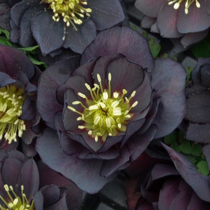 Helleborus 'Dark and Handsome'  Potted Lenten Rose Plant
