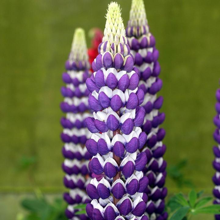 Lupine Westcountry™ Blacksmith Potted Lupine Plant