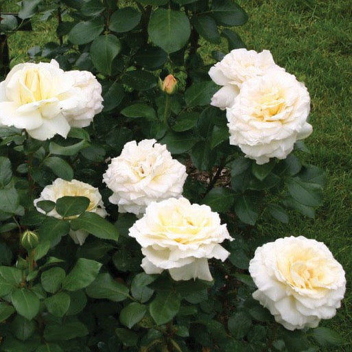 Eleganza® La Perla™ Potted Rose Bush