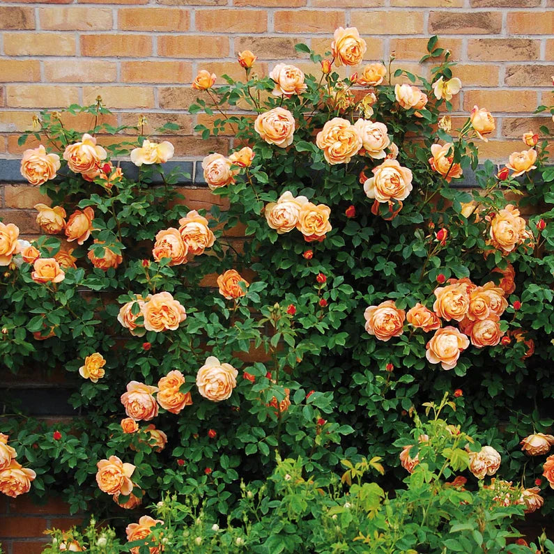 David Austin Lady of Shalott Rose Bush - Thumbnail 4