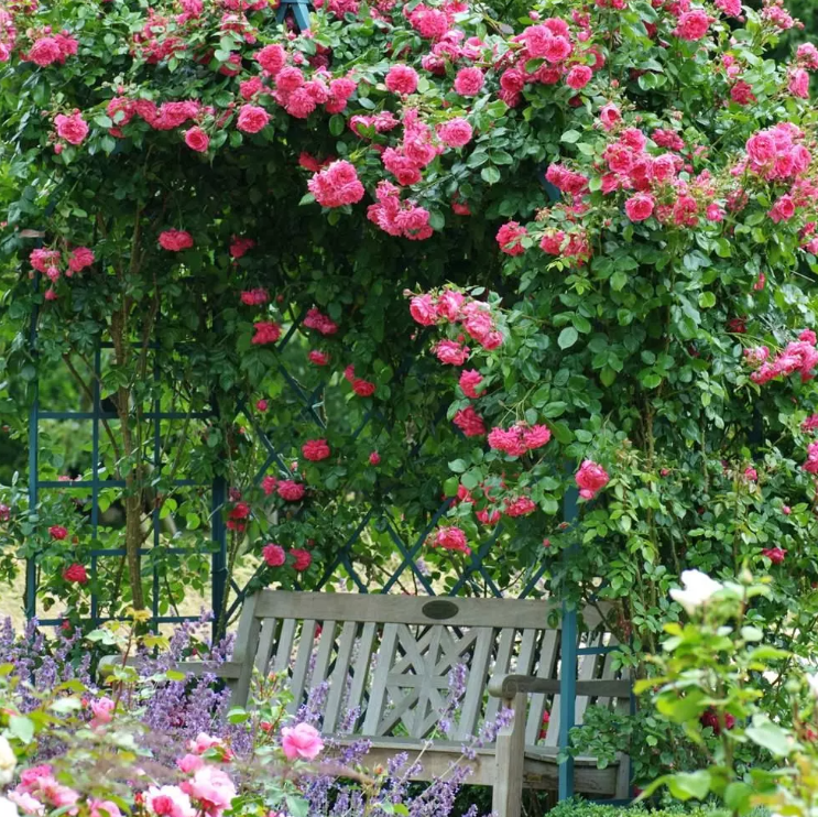 Arborose® Laguna™ Climbing Bare Root Rose