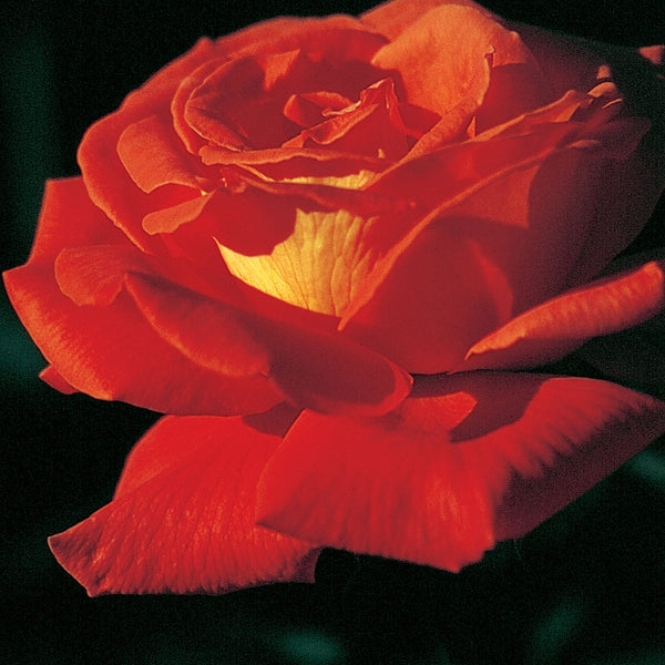 Las Vegas Bare Root Rose Bush