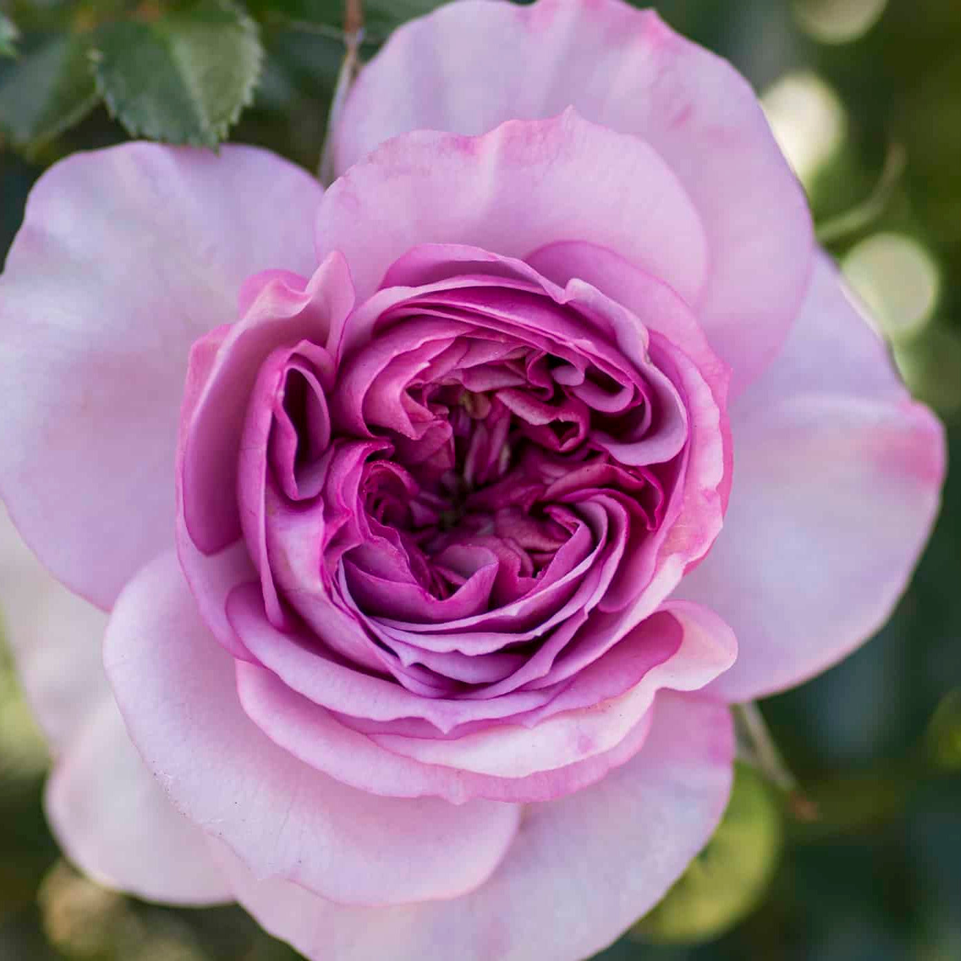 Veranda® Lavender Potted Rose Bush