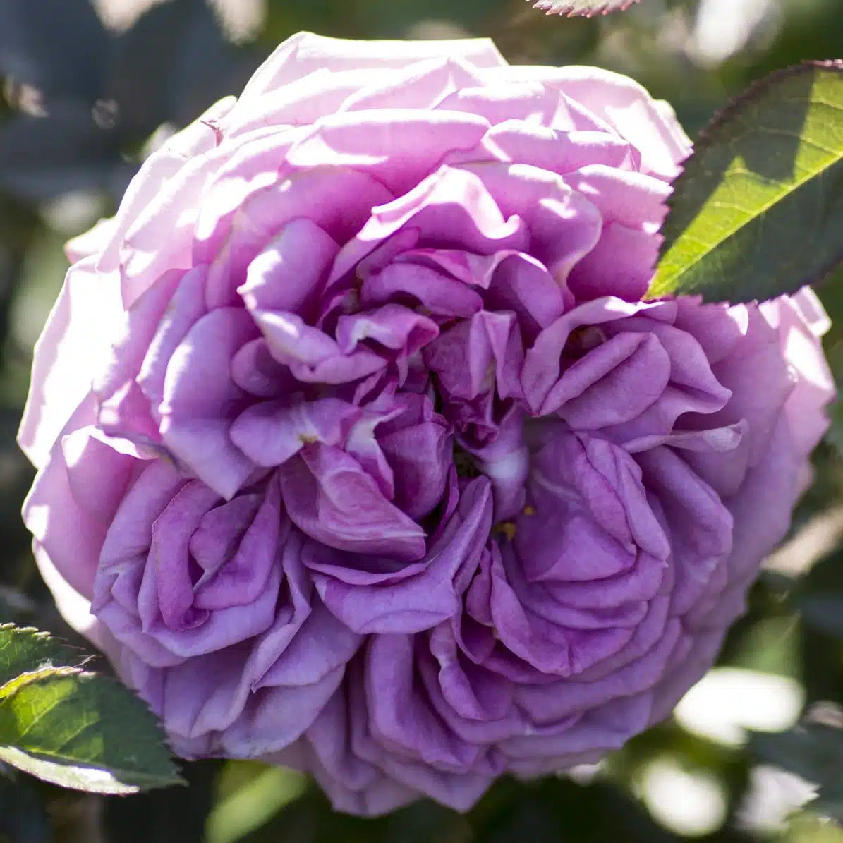 Veranda® Lavender™  Bare Root Rose Bush