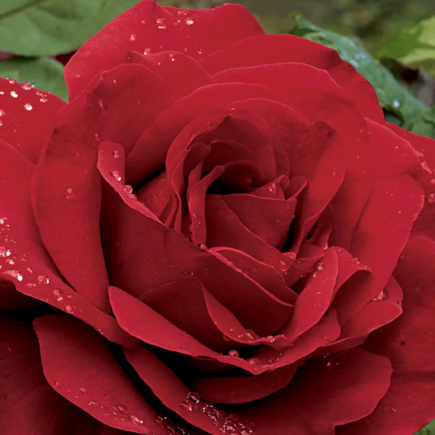 Legends™ Potted Tree Rose