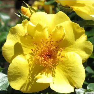 Kolorscape® Lemon Fizz™  Bare Root Rose Bush