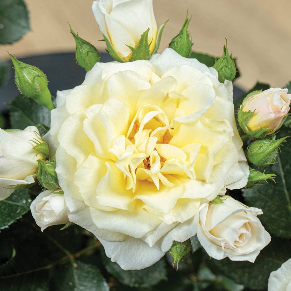 Lemon Sunblaze Potted Rose Bush | Yellow Miniature Rose Bush | Grace ...