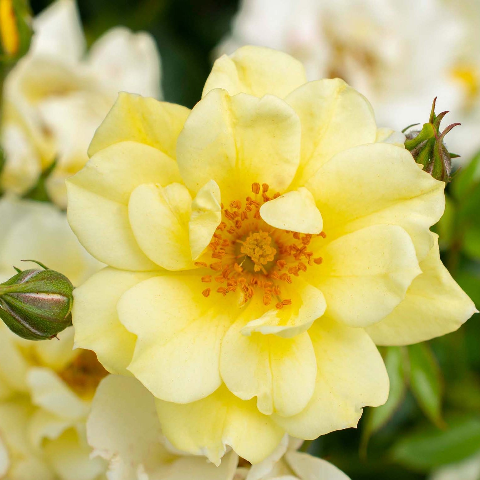 Lemon Drift® Bare Root Rose Bush