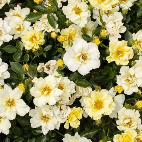 Lemon Drift® Potted Rose Bush