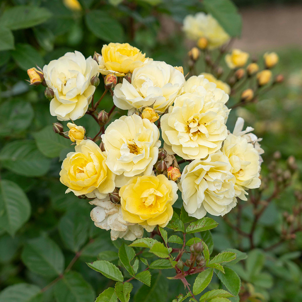 Lemon Frost™ Bare Root Climbing Rose