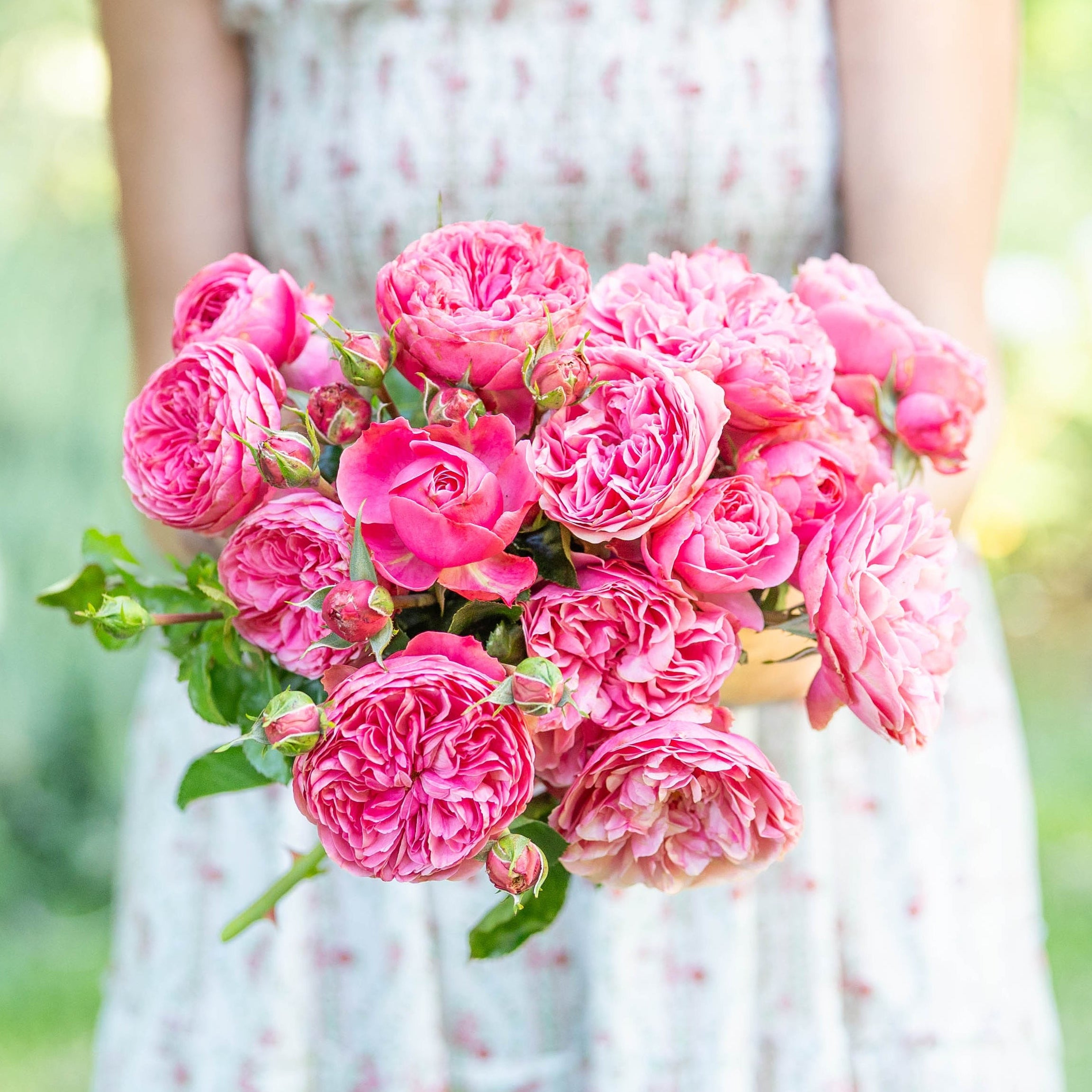 DENNY ROSE チューブトップ ベアトップ  ヴィンテージ デニーローズ Leonardo da Vinci® Bare Root Rose Bush - Grace Rose Farm